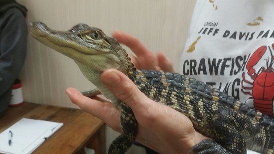 Gator Chateau